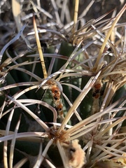 Coryphantha robustispina scheeri