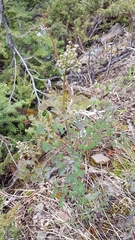 Thalictrum venulosum