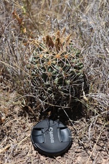 Coryphantha robustispina scheeri