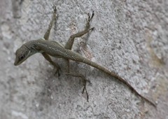 Anolis opalinus