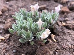 Scutellaria nana