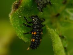 Coccinella septempunctata