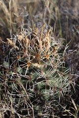 Coryphantha robustispina scheeri