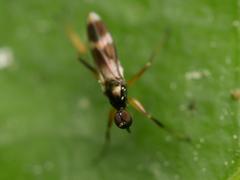 Tachydromia arrogans