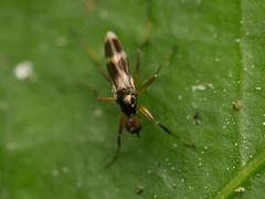 Tachydromia arrogans