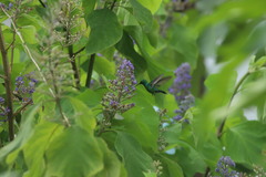 Chlorostilbon assimilis