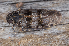 Achilidae