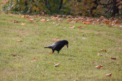 Corvus frugilegus