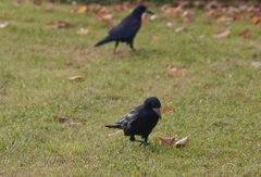 Corvus frugilegus