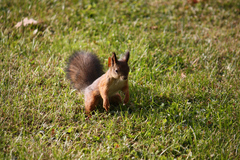 Sciurus vulgaris