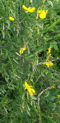 Cytisus scoparius
