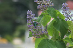 Chlorostilbon assimilis