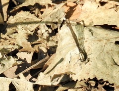 Argia tibialis