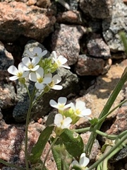 Arabidopsis arenosa