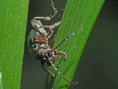 Plateumaris consimilis