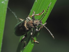 Plateumaris consimilis