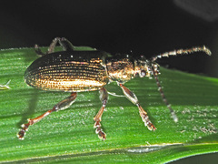 Plateumaris consimilis