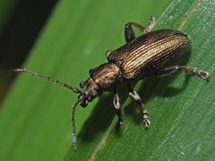 Plateumaris consimilis
