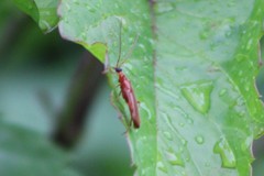 Dendroides ephemeroides