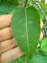Viburnum cassinoides
