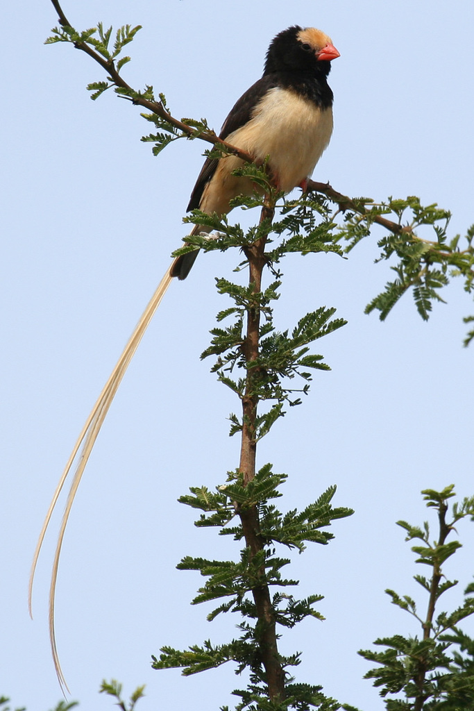 Straw-Tailed Whydah