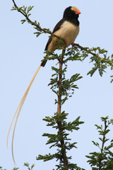 Straw-Tailed Whydah photo 1