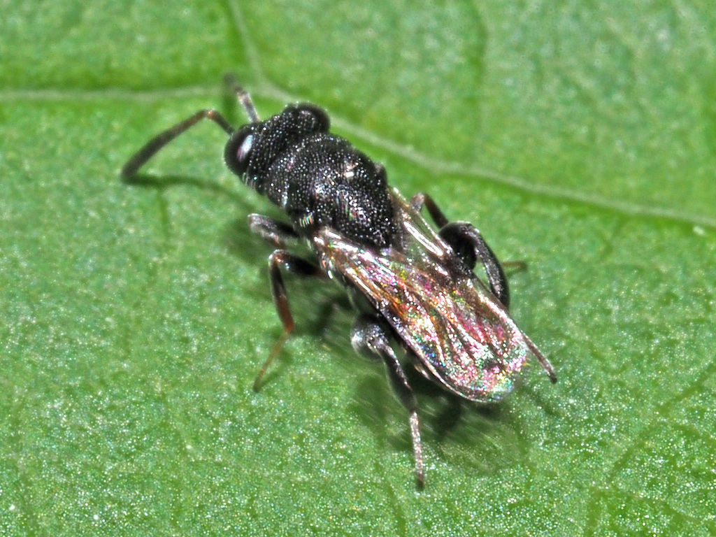 Haltichella