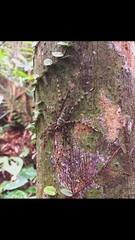 Heteropodinae