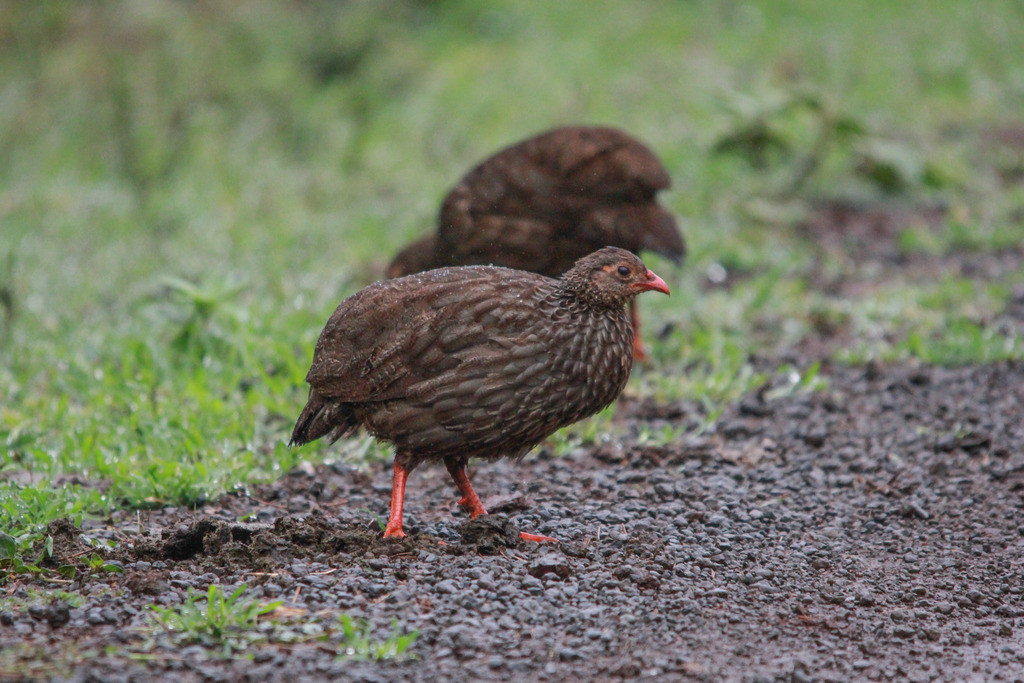 Scaly Spurfowl photo