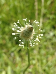 Plantago lanceolata
