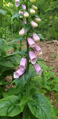 Digitalis purpurea