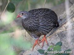 Scaly Francolin photo 2