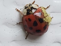 Harmonia axyridis