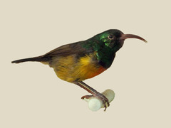 Loveridge's Sunbird photo 2