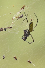 Trichonephila antipodiana