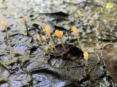 Mitrula lunulatospora