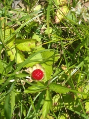Potentilla indica