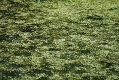 Pelophylax lessonae