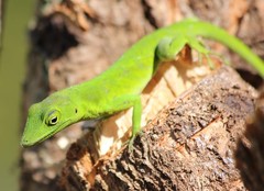 Anolis garmani