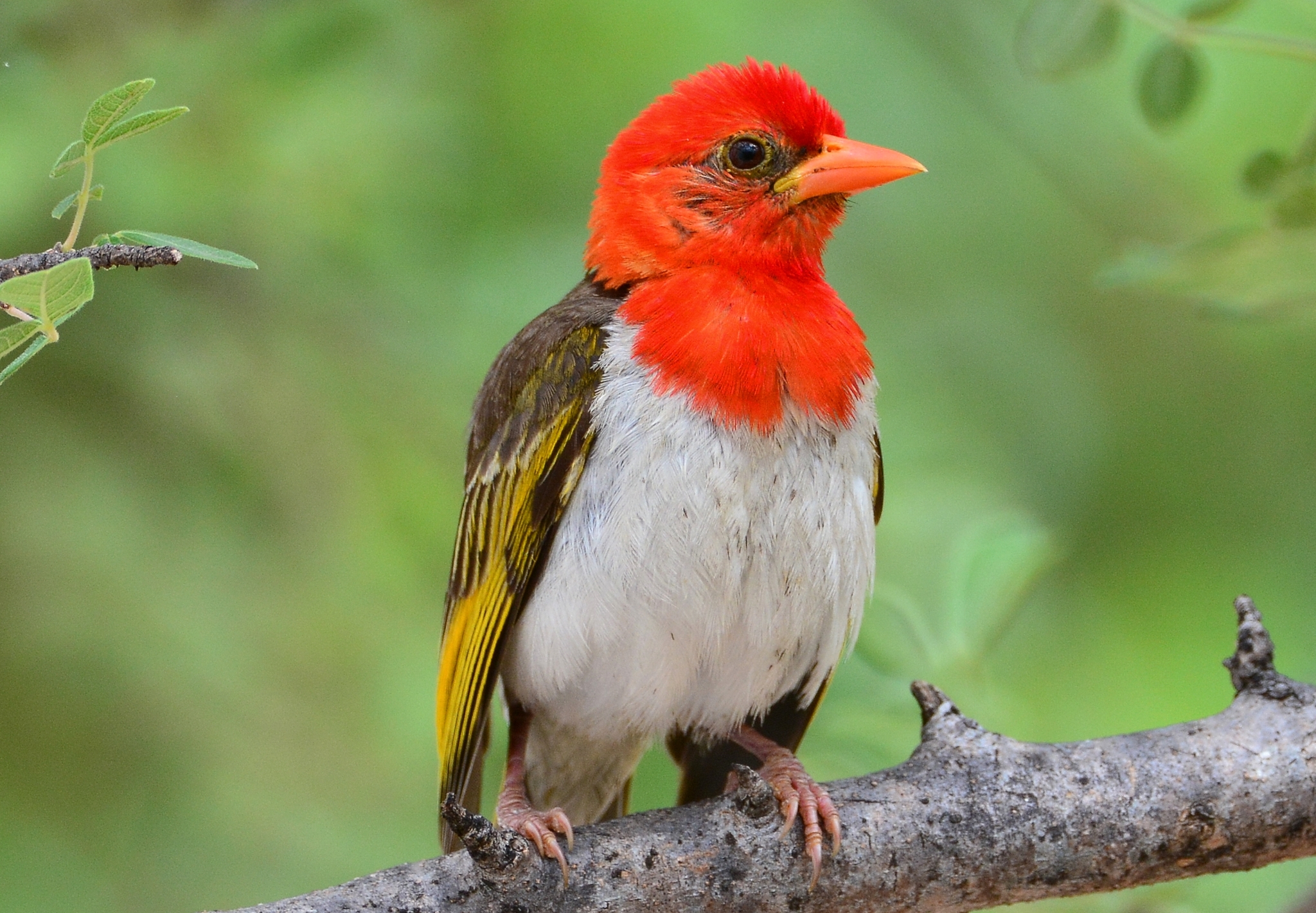 Red-headed Weaver (Anaplectes rubriceps) · iNaturalist
