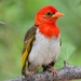 Red-headed Weaver - Photo (c) Ian White, some rights reserved (CC BY-NC-SA)