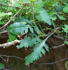 Dasistoma macrophylla