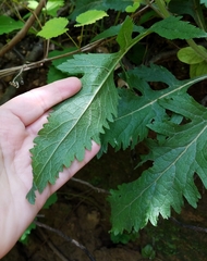 Dasistoma macrophylla