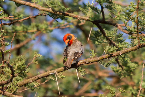 Red-headed Weaver