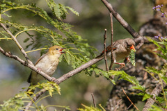 Red-Headed Weaver photo 5