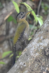 Picus vittatus