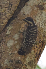 Yungipicus moluccensis