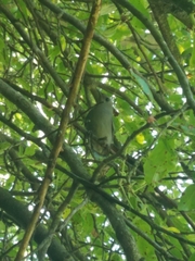 Dumetella carolinensis