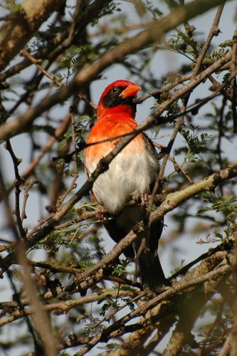 Red-headed Weaver