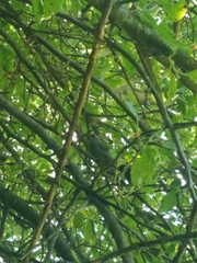 Dumetella carolinensis